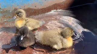 Baby Mountain Ducks First Swim 🥰