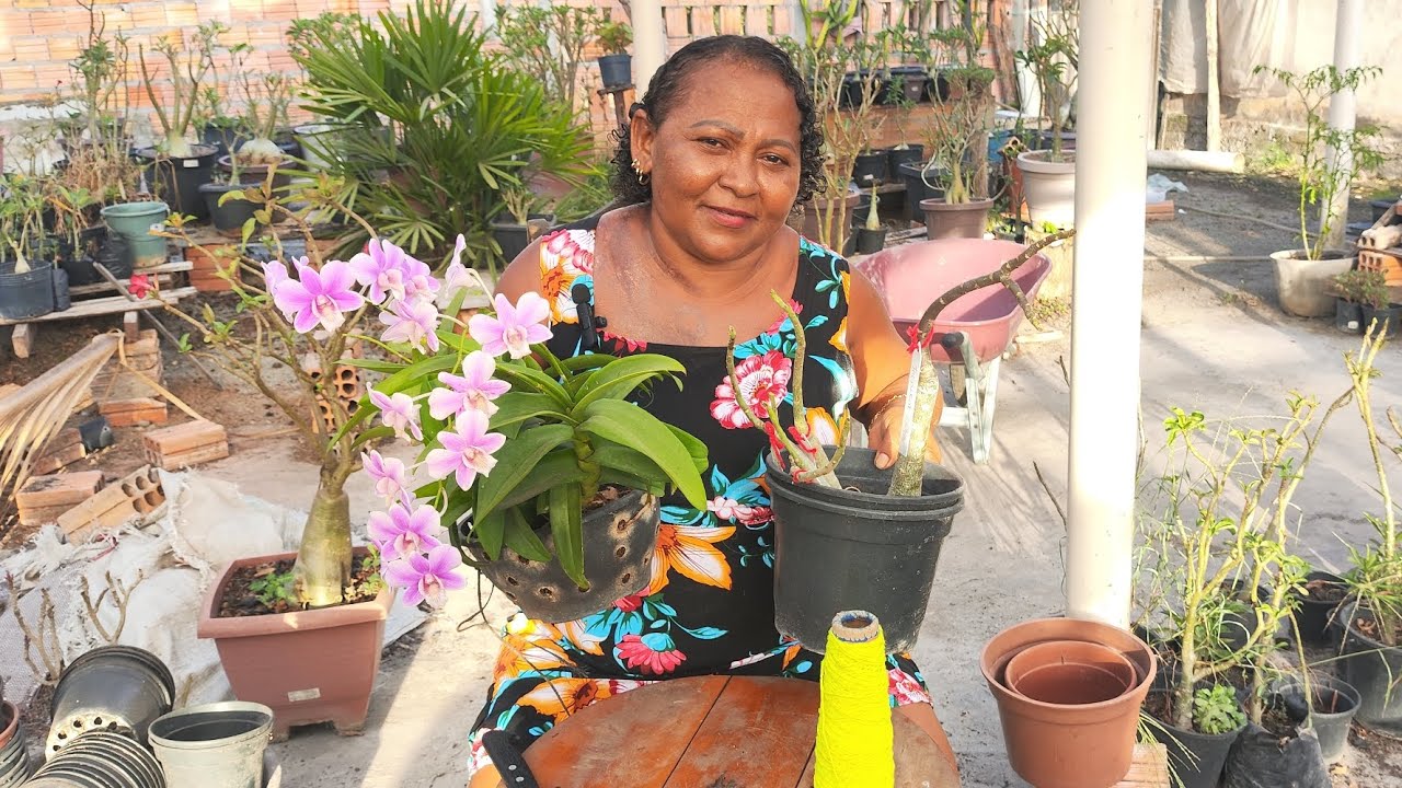 VAMOS FAZER UMA NOVA MUDA DE ORQUÍDEA E APRENDER EM QUAL VASO COLOCAR ENXERTOS PADRÕES!! 🪴🌸