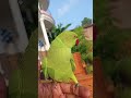best talking parrot shorts #parrot #talkingparot #talkingparrot #birdsong #nonstoptalkingparro #tiku