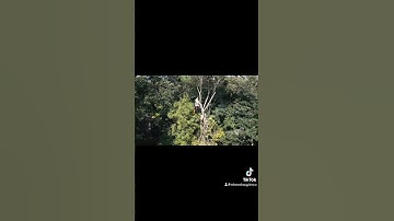 Rigging an Oak Top #treework #viralvideo #rigging #arborist #chainsaw