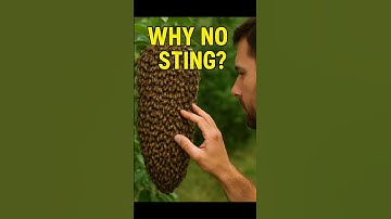 Why These Bees Don’t Sting?!