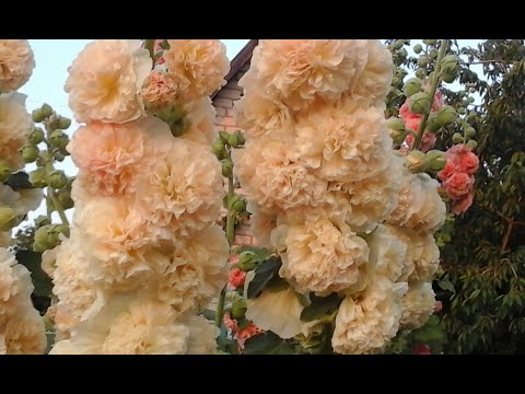 Мальвы(шток-розы) в моем саду. Часть 1. MALVA. Very beautiful music.