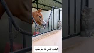 خيل وبسة😍🐎 ماشاءالله #خيل #خيل_عربي_اصيل