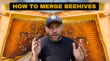 Combine Beehives: How To Merge Colonies Of Bees
