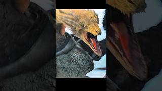 Sunfyre vs Meleys | House of the dragon #houseofthedragon #meleys #sunfyre