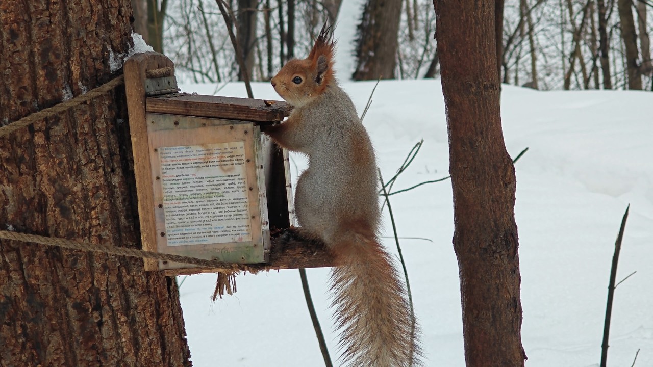 Трёхчасовая белка 🤗 3 o'clock squirrel