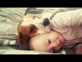 Protective Dog and Baby are Best Friend