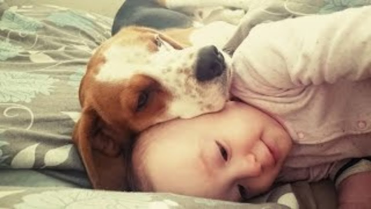 Protective Dog and Baby are Best Friend YouTube