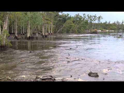 アメリカの底なし沼が尋常じゃない件　地底が動き飲み込まれる　ルイジアナ州