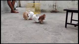 Belgium Tile Mark Available