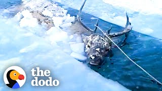 Men Chainsaw A Frozen Lake To Save Deer | The Dodo