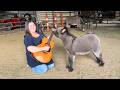 Singing To Our Baby Donkey! Her Reaction Is Priceless!