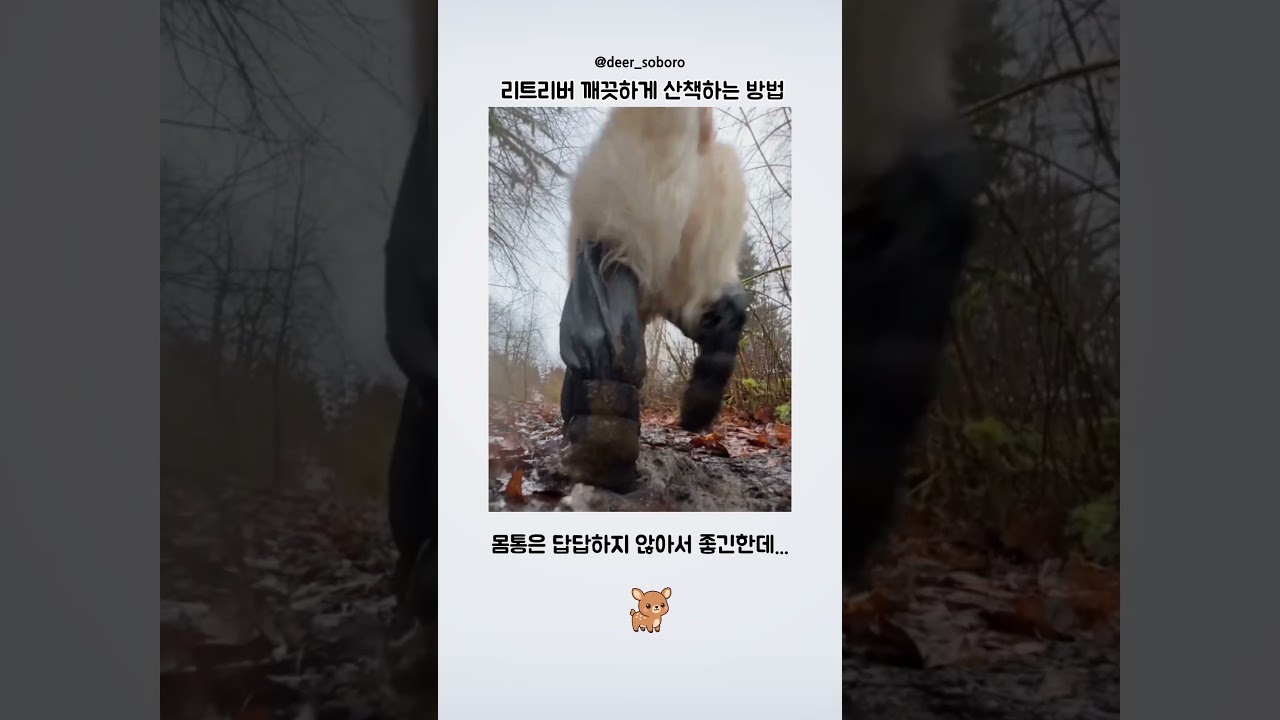 리트리버 깨끗하게 산책하는 방법