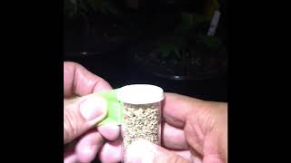 Predator mites