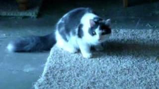 RagaMuffin Cats Moonshadow & Sunday Best for Catsamorie Cattery in Scotland by 4atopcat 1,969 views 14 years ago 58 seconds