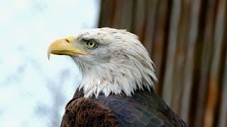 Birds | Owl | Peacock | Eagle | Parrot | Free HD Videos - No Copyright stock footage screenshot 1