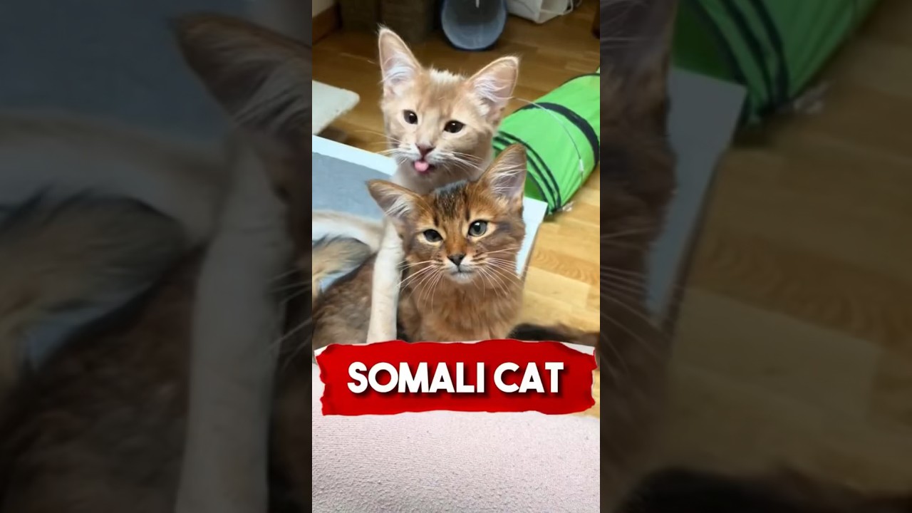 Somali Cat 🐱 🥰 