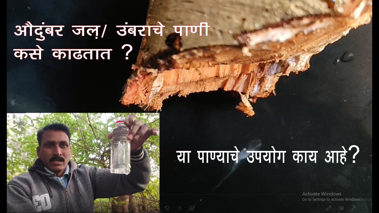उंबराचे पाणी / औदुंबर जल