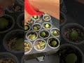 Это наша ФИТОНЯНЯ! Сами придумали - сами сделали! #цветочнаяклептомания #рассада #минифиалки #девайс