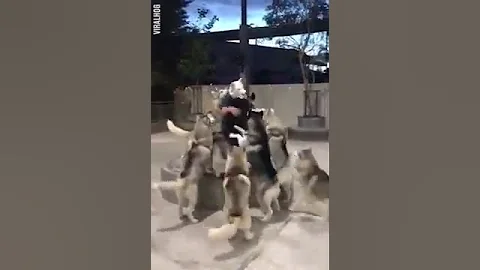 Husky's