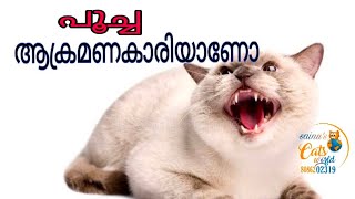 cat fighting reason malayalam.@catsworld1469 by cats world 397 views 1 year ago 8 minutes, 18 seconds