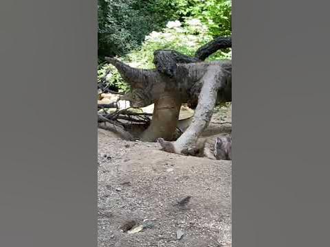 Рікі тікі таві :) - YouTube