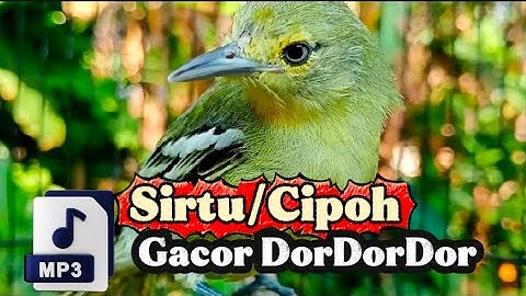Sirtu/Cipoh Gacor Dor Buat Emosi Lawan Bahan Pikat