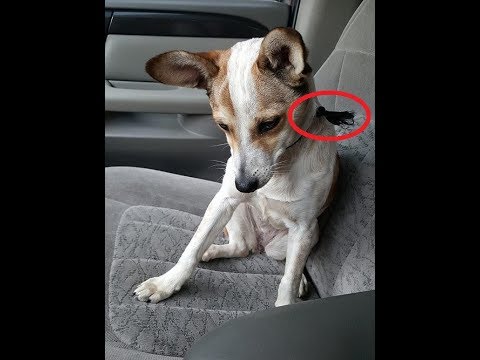 【感動】犬捨て公園に捨てられた犬は泣きながら走ってきた！首には靴紐が！