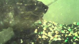 Snapping Turtle Eating a Crayfish