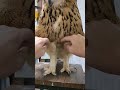 普段隠れてるフクロウの脚(〇v〇) #shorts