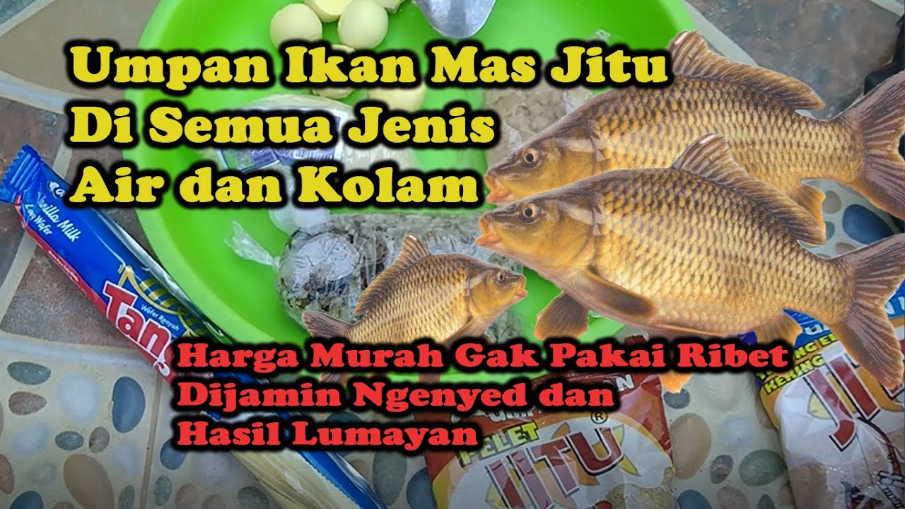 Umpan Ikan Mas Jitu Pakai Dasar BONDON