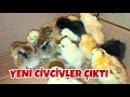 Kuluçka Makinesinden Civcivlerim Çıktı !!#tavuk #tavukpazarı #folluklardan #yumurta