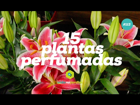 15 plantas perfumadas para jardim