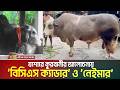 যশোরে কুরবানীর আলোচনায় ‘বিসিএস ক্যাডার’ ও ‘নেইমার’ | BCS Cadre | Neymar | Kurbanir Goru | Th Cow