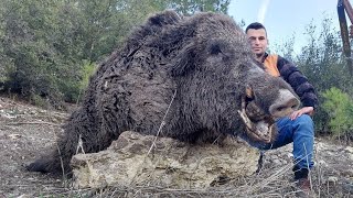 TUĞRA POSTASI SARAYCIK DOMUZ AVI (wild boar hunting)