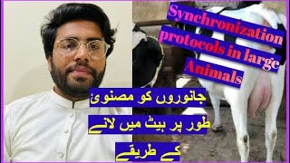 Synchronization protocols || جانوروں کو مصنوئ طور پر ہیٹ میں لانے کے طریقے