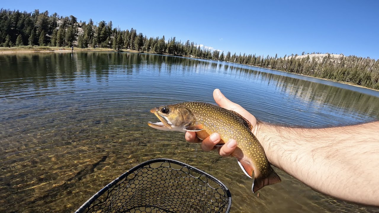 FALL FISHING at its BEST (60+ TROUT in YOSEMITE) YouTube