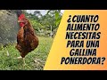 Hablemos de gallinas cuanto alimento comen 150 gallinas ponedoras hyline brown 19