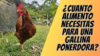 Hablemos de gallinas 'Cuanto alimento comen 150 gallinas ponedoras' (HyLine Brown #19)