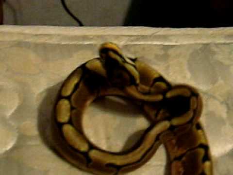 Female Spider Ball Python With Wobbles - YouTube