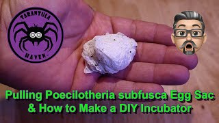 Pulling Poecilotheria subfusca Egg Sac + How to Make a DIY Incubator