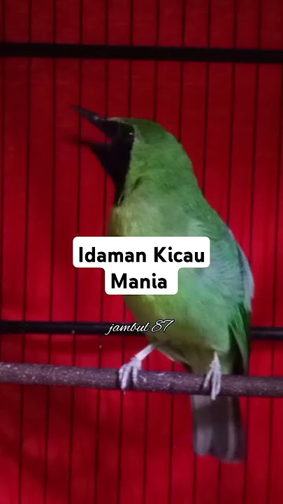 Cucak Ijo Bongkar Isian Tembakan Mesin Jahit #shorts