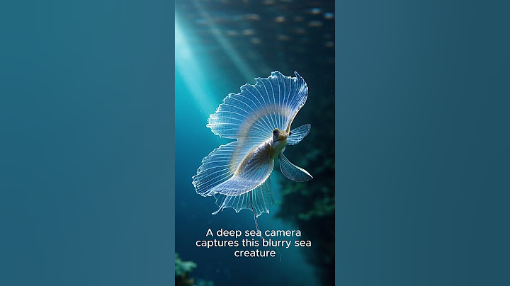 The Unsolved Mysteries of the Deep Sea