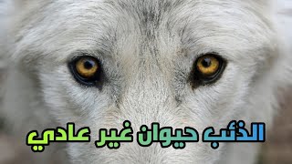   مالا تعرفه عن حياة الذئاب | المملكة المتوحشة |  life of wolves
