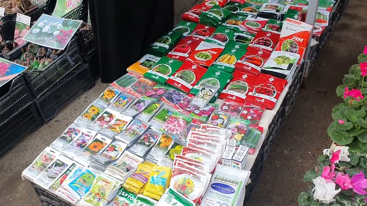 MUHAMMADALI CHORSU GULLARI PIYON GULARI KEGAN