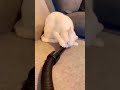 The cat stuck its head into the vacuum cleaner pipe funny shorts
