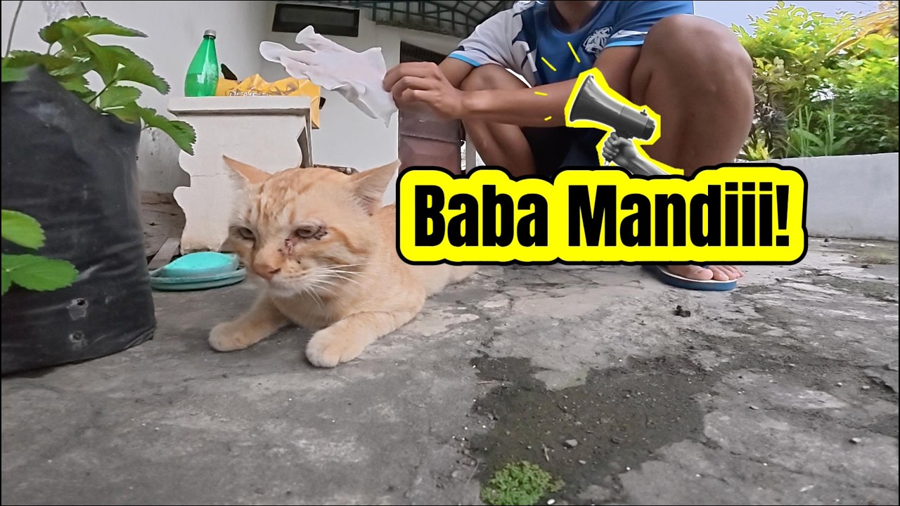 Mandiin Baba Rombeng | Cat Schooling