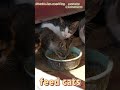 feed cats #videos #cat #videoshort #youtubeshorts #shorts #kitten