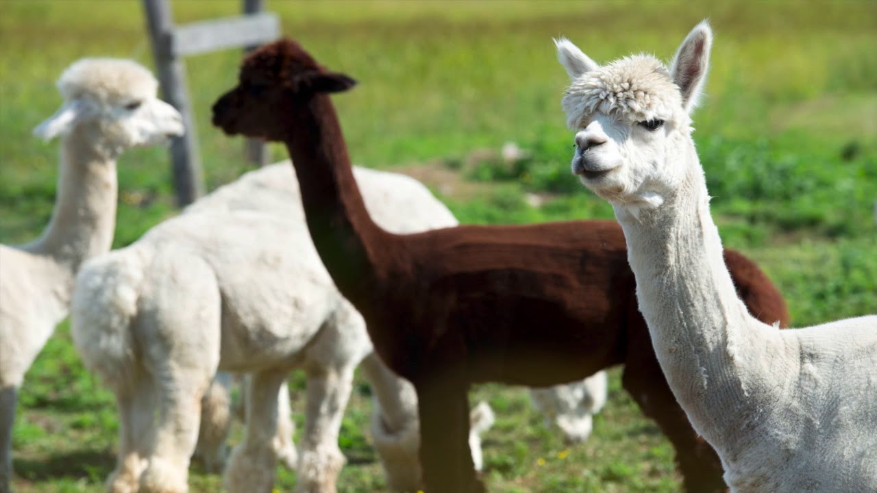 ONMA 2018 - LAIRD GRAHAM (LES ALPAGAS DE WILLOW LANE) - Catégorie bronze - Outaouais