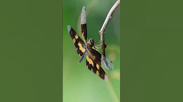 Common picture wing dragonfly|#dragonfly|#Onathumbi|# ഓണത്തുമ്പി#Shorts